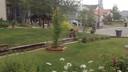 When An Intruder Came Into His Back Garden, This Dog Acted Straightaway
