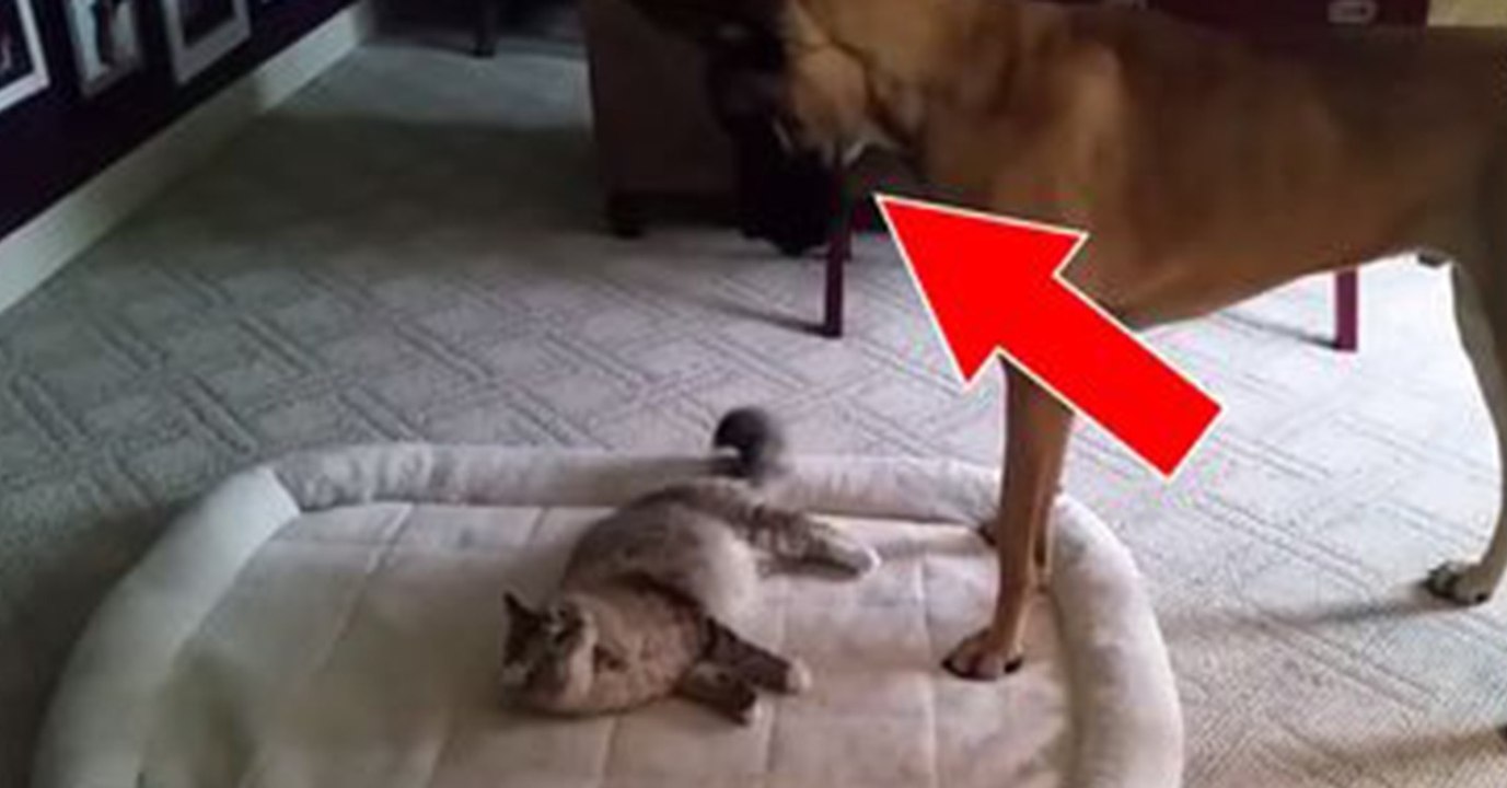 This Cat Steals The Dog's Bed - And She Never Expected Him To React Like This