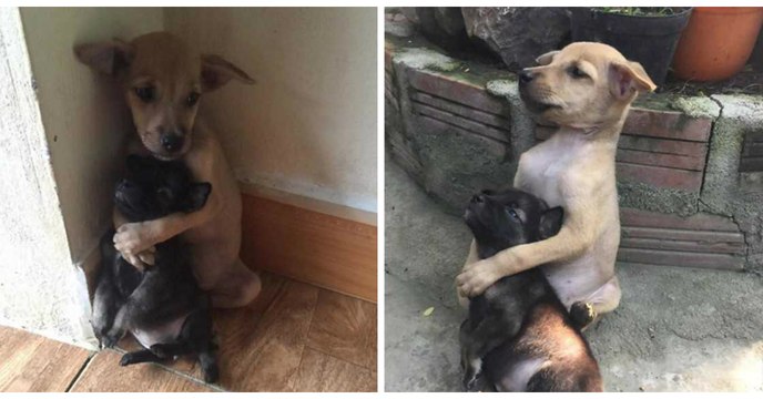 When Buddhist Monks Found These Scared, Abandoned Puppies In The Street They Did Something Truly Remarkable