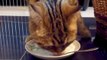 When This Cat Finishes Her Dinner She Gets The Cutest Surprise Of Her Life