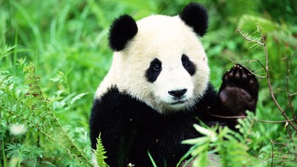 There's An Important Reason Why Pandas Are Black And White