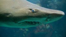 Sick of captivity, this shark shattered the glass of its aquarium in a Ukrainian hotel