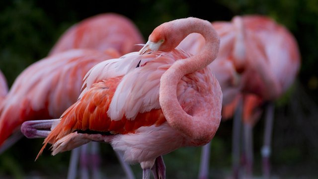 Watch As These Poor Pink Flamingos March To Find Shelter After Hurricane Irma