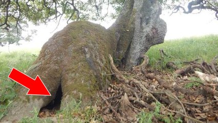 In The Middle Of A Hike She Spotted Something Moving In This Tree Trunk...