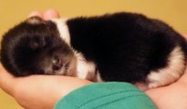 This Precious Puppy Was Abandoned The Day She Was Born... But What Happened Next Will Warm Your Heart