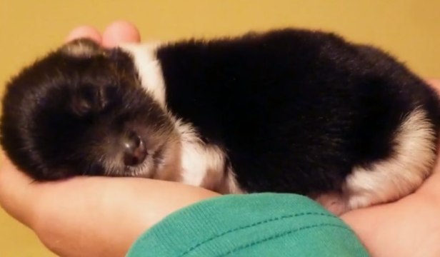This Precious Puppy Was Abandoned The Day She Was Born... But What Happened Next Will Warm Your Heart