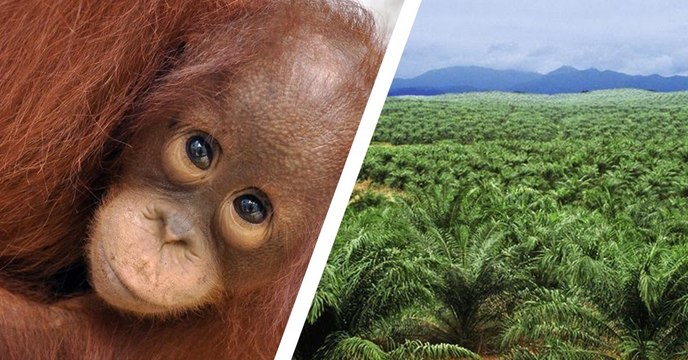 The Effects Of Palm Oil