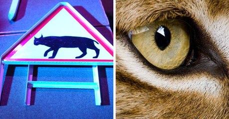 Reintroducing The Lynx Back To The UK