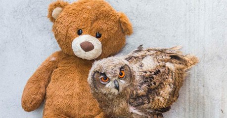 Meet Boo Boo: The Owl Who Will Never Be Able To Fly