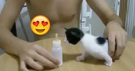 This Precious Little Kitten Is Starving And The Way She Eats Will Have You In Stitches