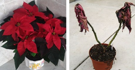 How To Make Your Poinsettia Last Longer After The Holidays