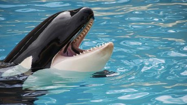 An Extremely Rare Species Of Orca Has Recently Been Spotted In The Wild