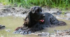 Follow These Tips To Protect Your Dog From The Alabama Rot Outbreak