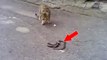 This Cat Came Across A Snake In The Road... No One Expected What Happened Next