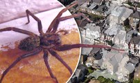 Millions Of Giant Spiders Could Invade Your Homes Soon