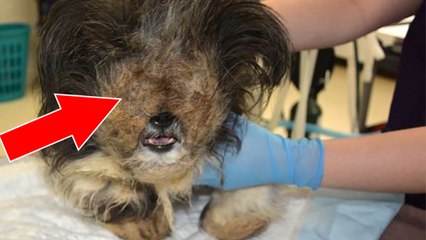 After Years Of Suffering, This Dog Finally Found Salvation