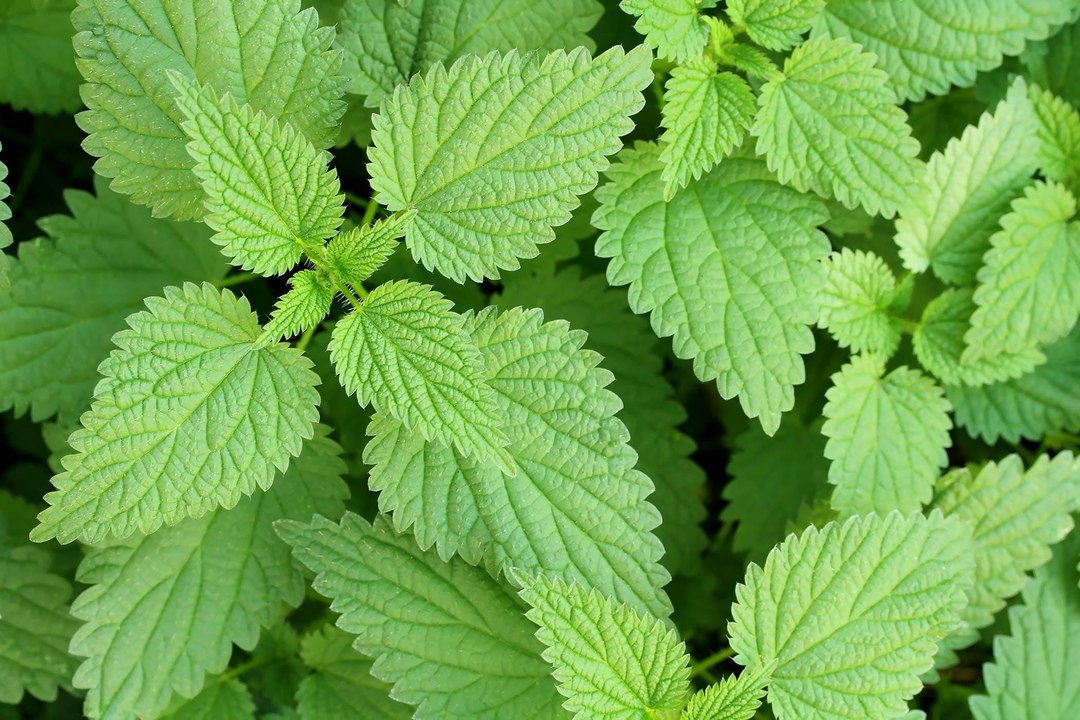 Using Stinging Nettles For Your Hair