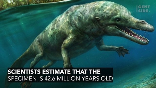 Scientists Astounded By Incredible 'Four-Legged Whale' Found In Peru
