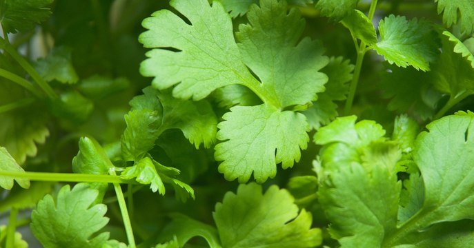 We've Finally Discovered The Real Reason So Many People Hate Coriander