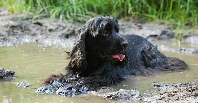This Vicious Disease Is Threatening The Lives Of Pets Across The UK