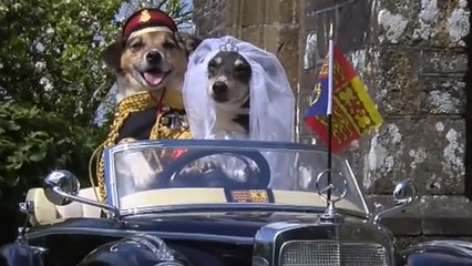 This Woman Has Recreated The Royal Wedding With Her Dogs