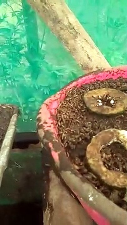 LARVA MAGGOT BSF ISTANA MAGGOT WULUHAN JEMBER