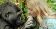 Sad News As Koko The Gorilla Who Learned Sign Language Dies Aged 46