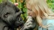 Sad News As Koko The Gorilla Who Learned Sign Language Dies Aged 46