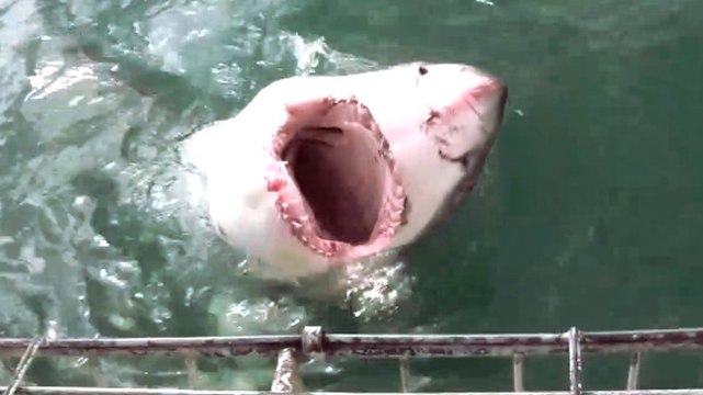 Tourists Scream As Enormous Great White Shark Attacks Diving Cage In South Africa