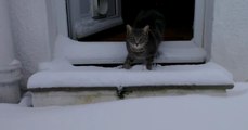 This Cat Has The Most Adorable Reaction When He Sees Snow For The First Time