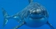 'The White Shark Café': Scientists Explain Their Latest Intriguing Discovery