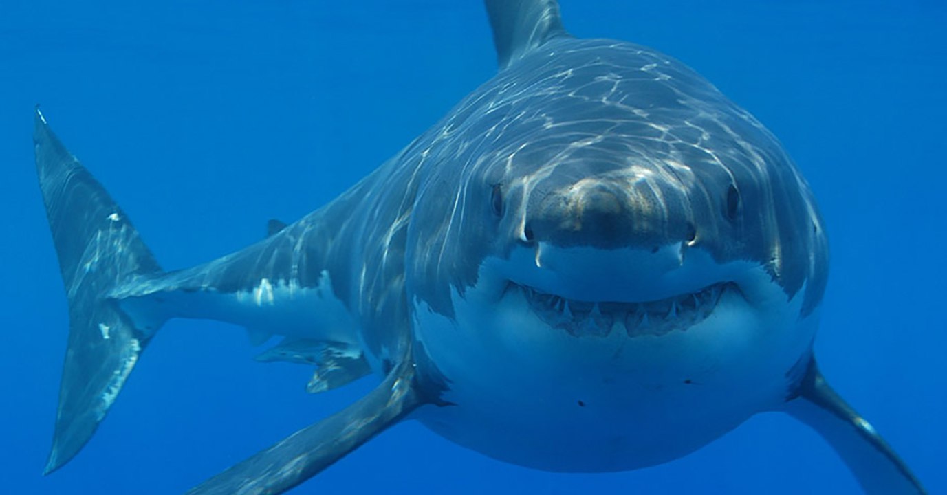 'The White Shark Café': Scientists Explain Their Latest Intriguing Discovery