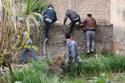 Shocking Footage Shows A Leopard Wreaking Havoc After Getting Lost In A Village