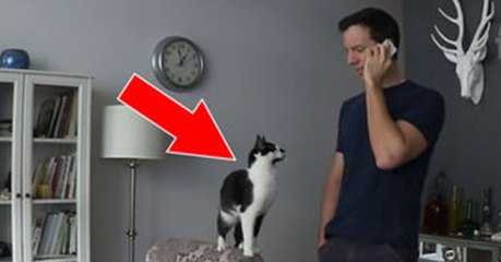 What Does This Cat Do While His Owner Is On The Phone?