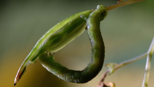 Caterpillar Unknowingly Eats 'Exploding Touch-Me-Not' Seed Pods
