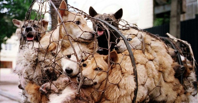 Despite Protests Both Cats And Dogs Are Being Slaughtered At The Yulin Festival Right Now