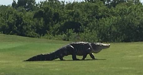 This Monstrous Alligator Has Been Stalking A Florida Golf Course Yet Again