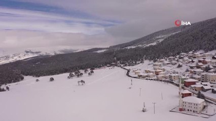 Ordu'da en güzel çoban ve av köpeği yarışı