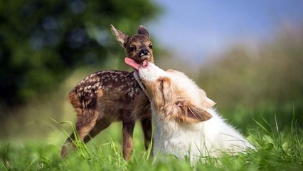 Check Out This Unlikely Friendship Between A Dog And A Fawn (Video)
