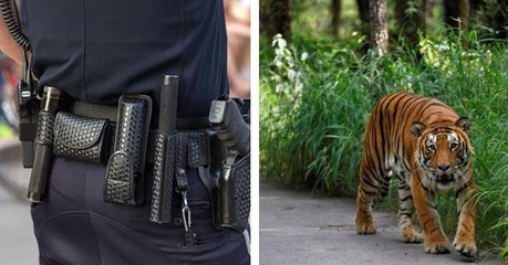 This Tiger Was Shot By The Police And People Are Furious. How Do You Feel About This?