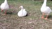 Quacking Sound Video By Kingdom of Awais