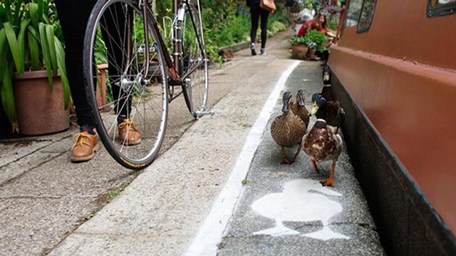 Did You Know We Have Pavements Made Especially For Ducks?