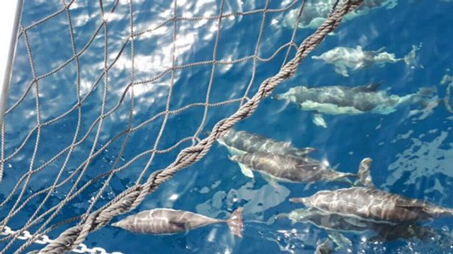 Incredible New Invention Could Bring An End To The Tragedy Of Dolphins Trapped In Fishing Nets