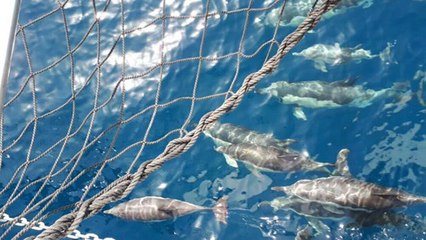 Incredible New Invention Could Bring An End To The Tragedy Of Dolphins Trapped In Fishing Nets