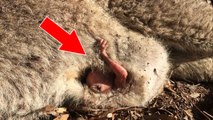 This Kangaroo Mother Died... But When They Looked In Her Pouch They Found Something Incredible
