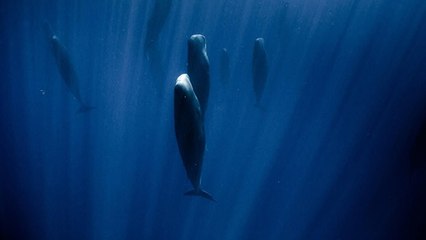 This Incredible Photograph Captures A Group Of Sleeping Sperm Whales