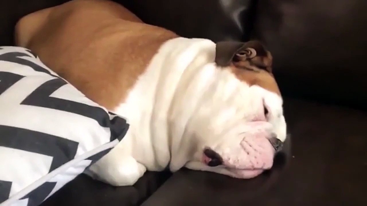 Bulldog snoring (Commando + Rambo). Sleeping dog makes funny noises