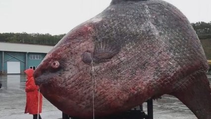 This Could Be The Biggest Fish Ever Caught!