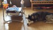 This Husky Has A Foolproof Technique To Stop The Baby Crying