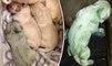 This Chocolate Lab's Owners Were Shocked When She Gave Birth To A GREEN Puppy
